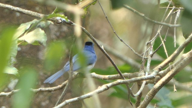 Black-naped Monarch - ML615268299