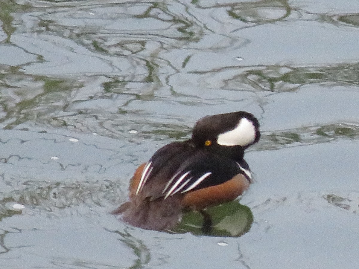 Hooded Merganser - ML615268300