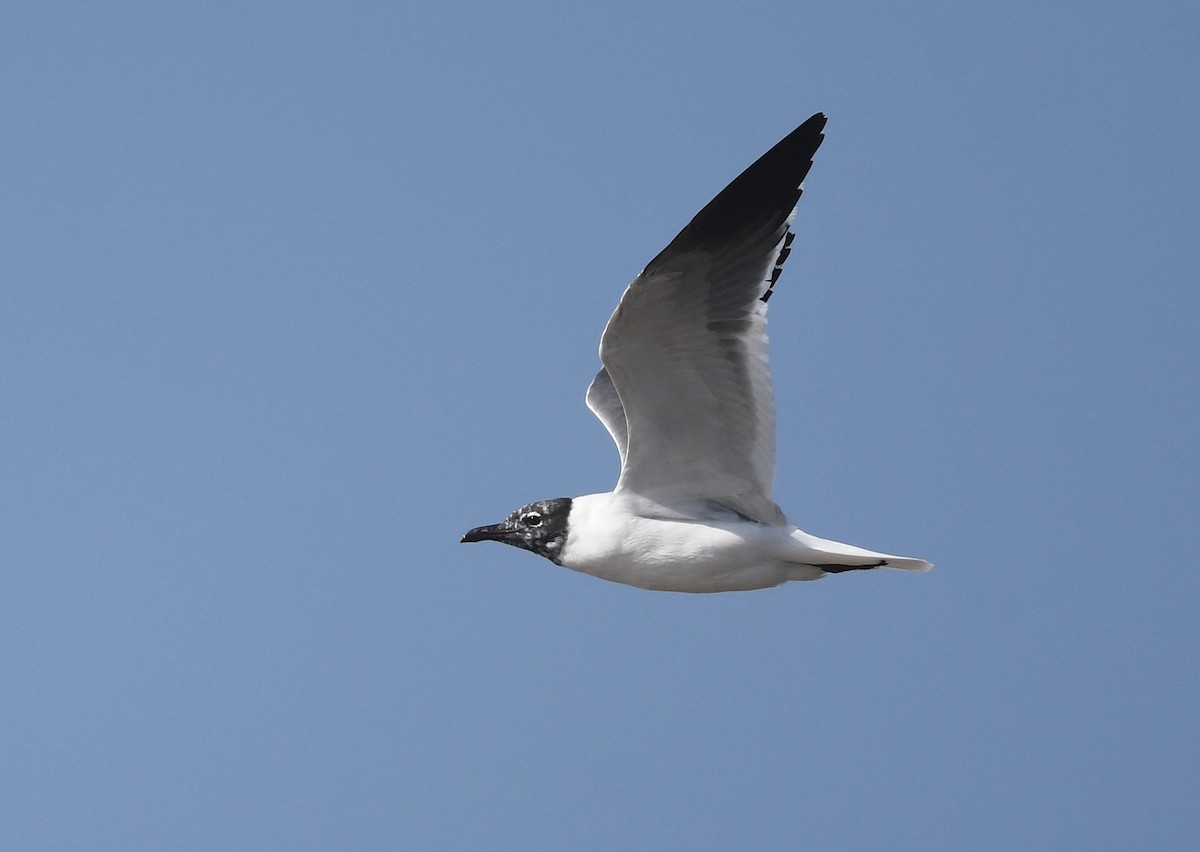 Laughing Gull - ML615268327