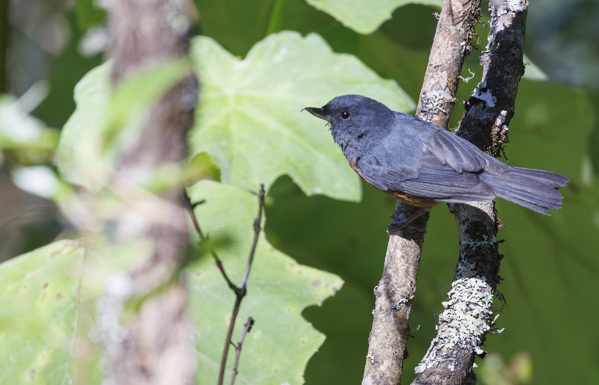 Cinnamon-bellied Flowerpiercer - ML615268356