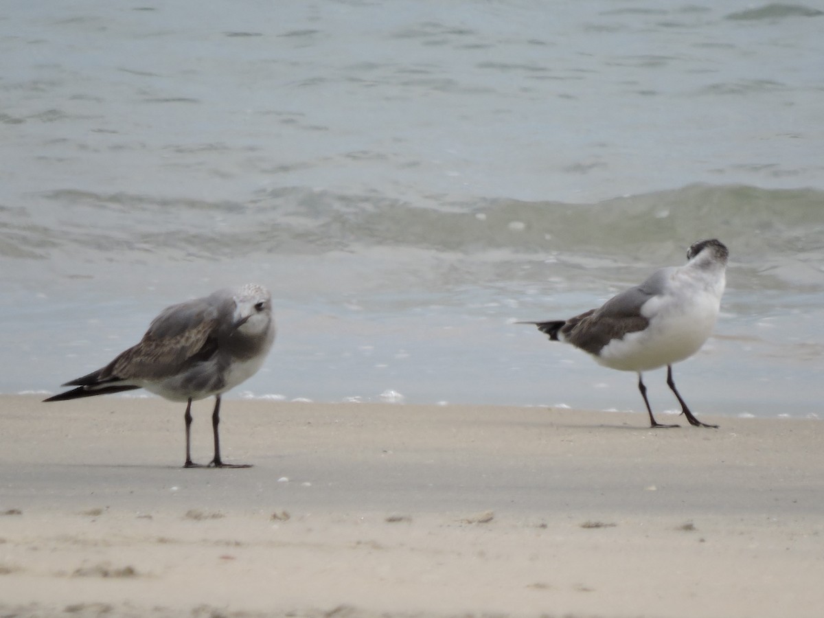 Mouette atricille - ML615268404