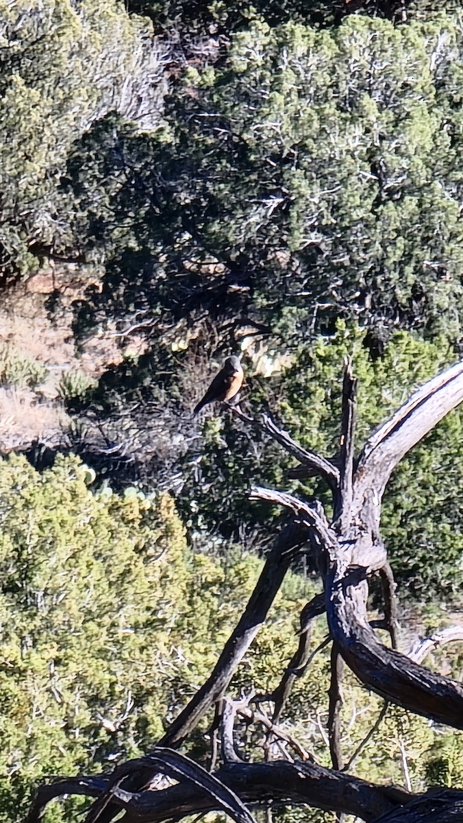 Western Bluebird - ML615268411