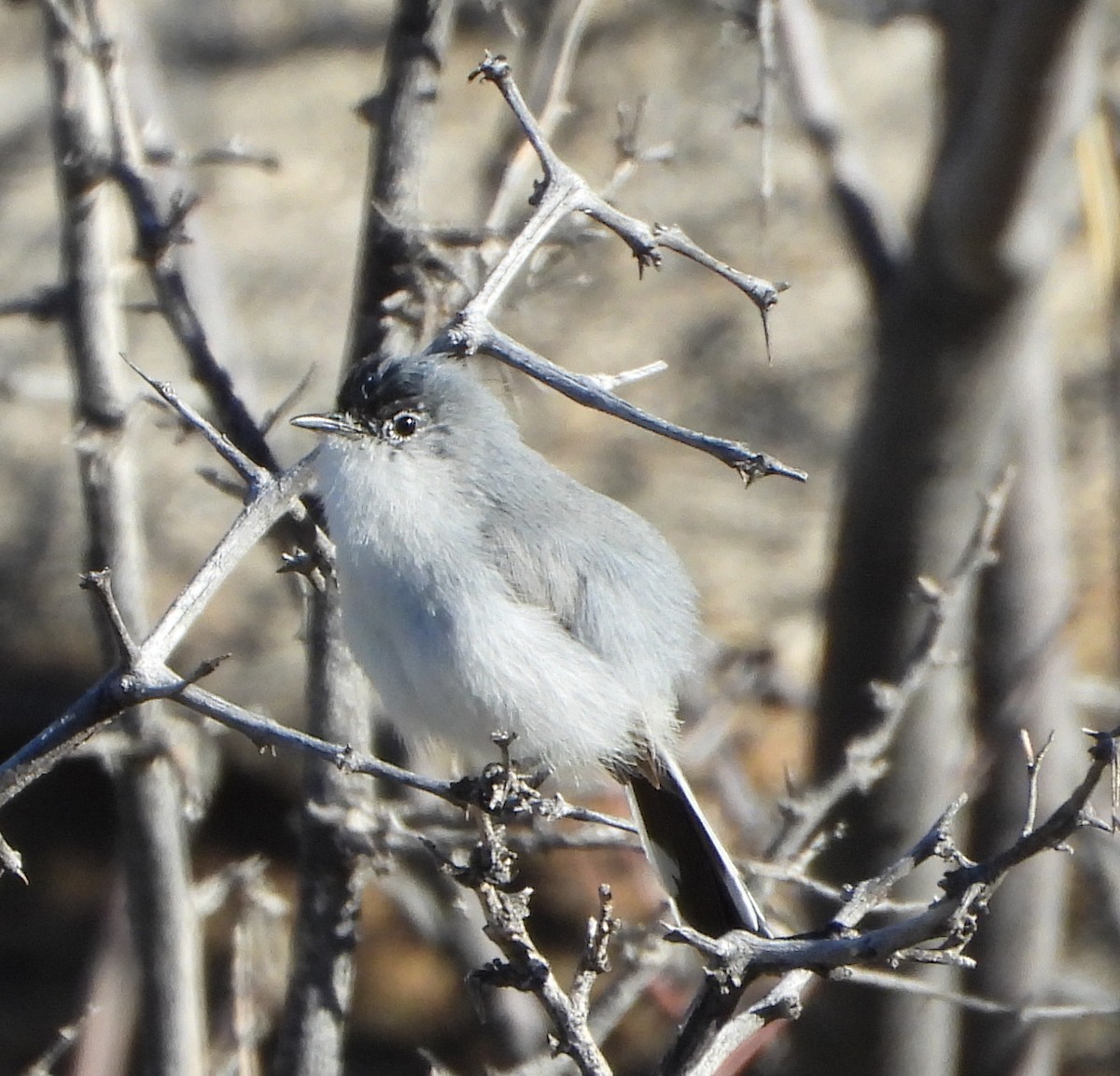 Black-tailed Gnatcatcher - Tim O'Brien