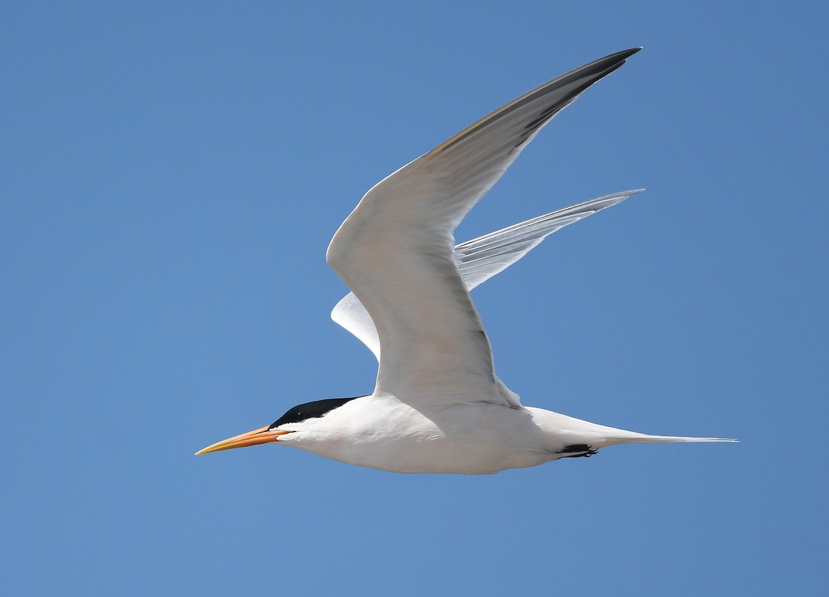 Elegant Tern - ML615268450