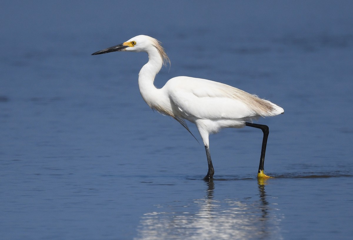 Snowy Egret - Joshua Vandermeulen