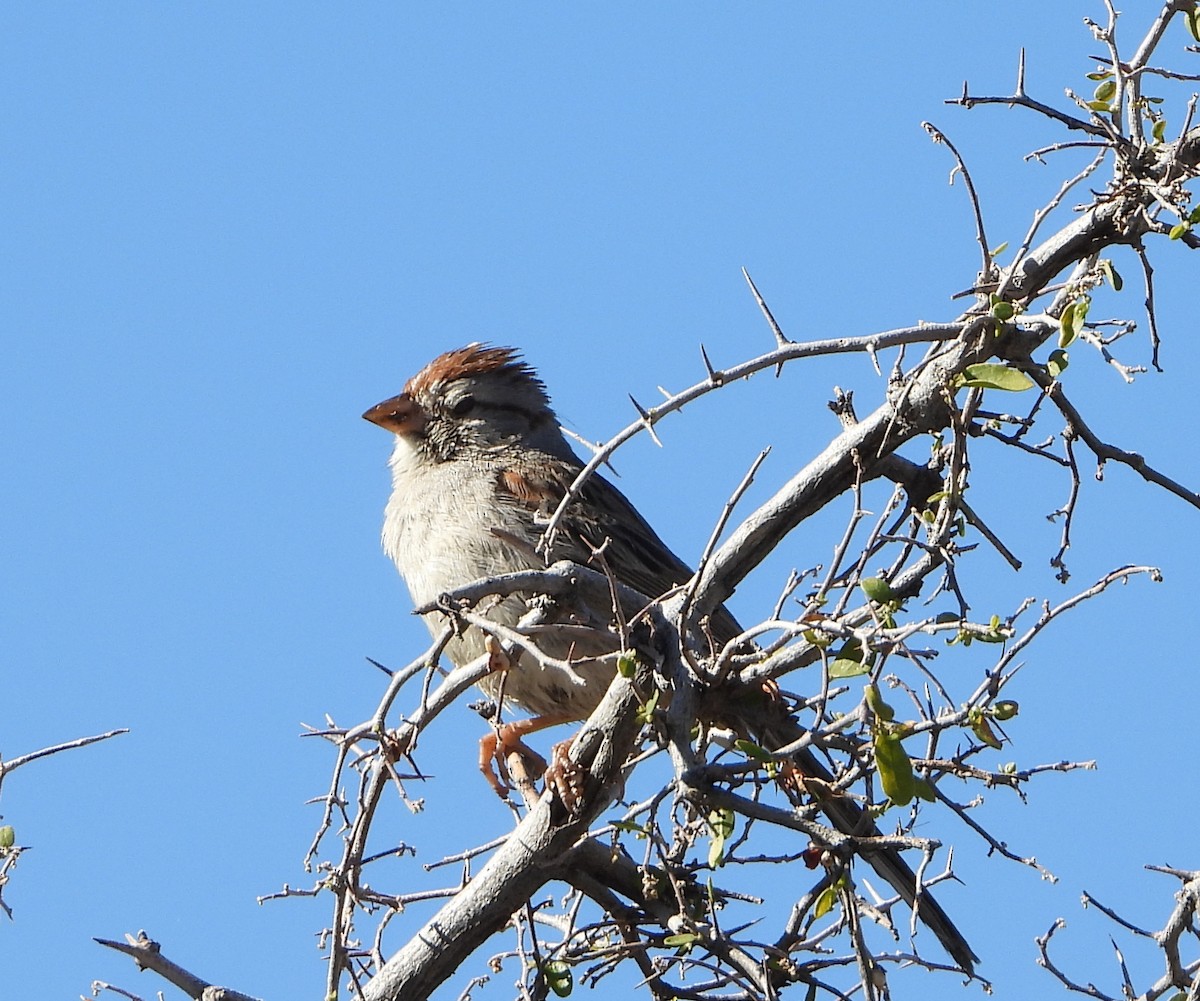 Rufous-winged Sparrow - Tim O'Brien