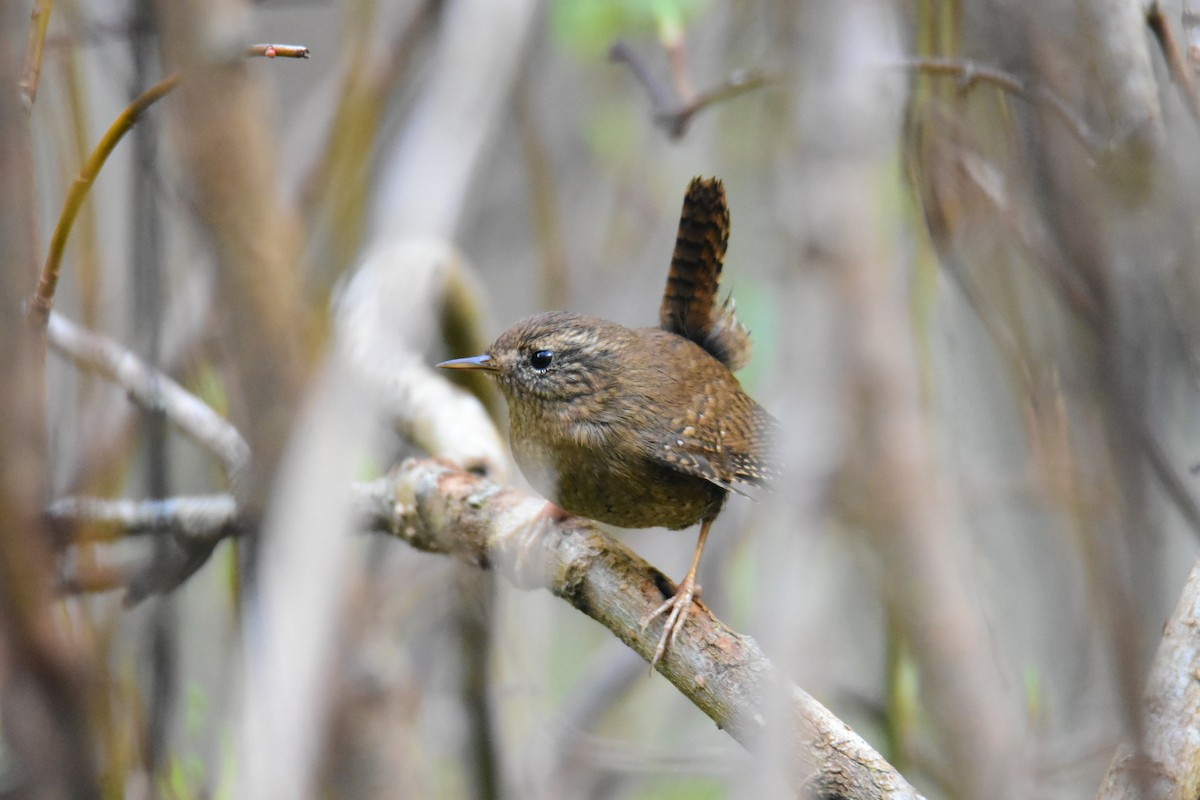 Pacific Wren - ML615268578