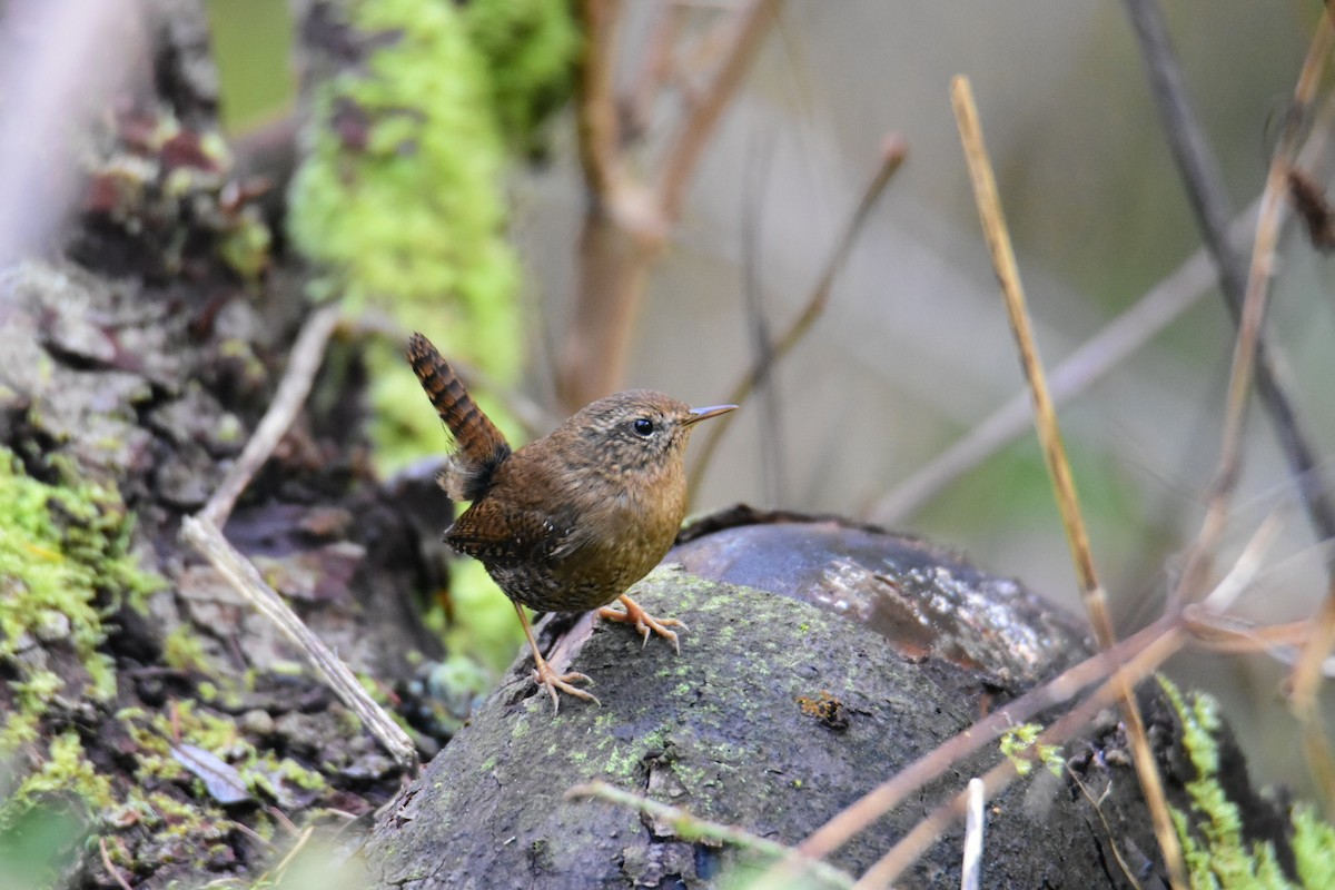 Pacific Wren - ML615268579