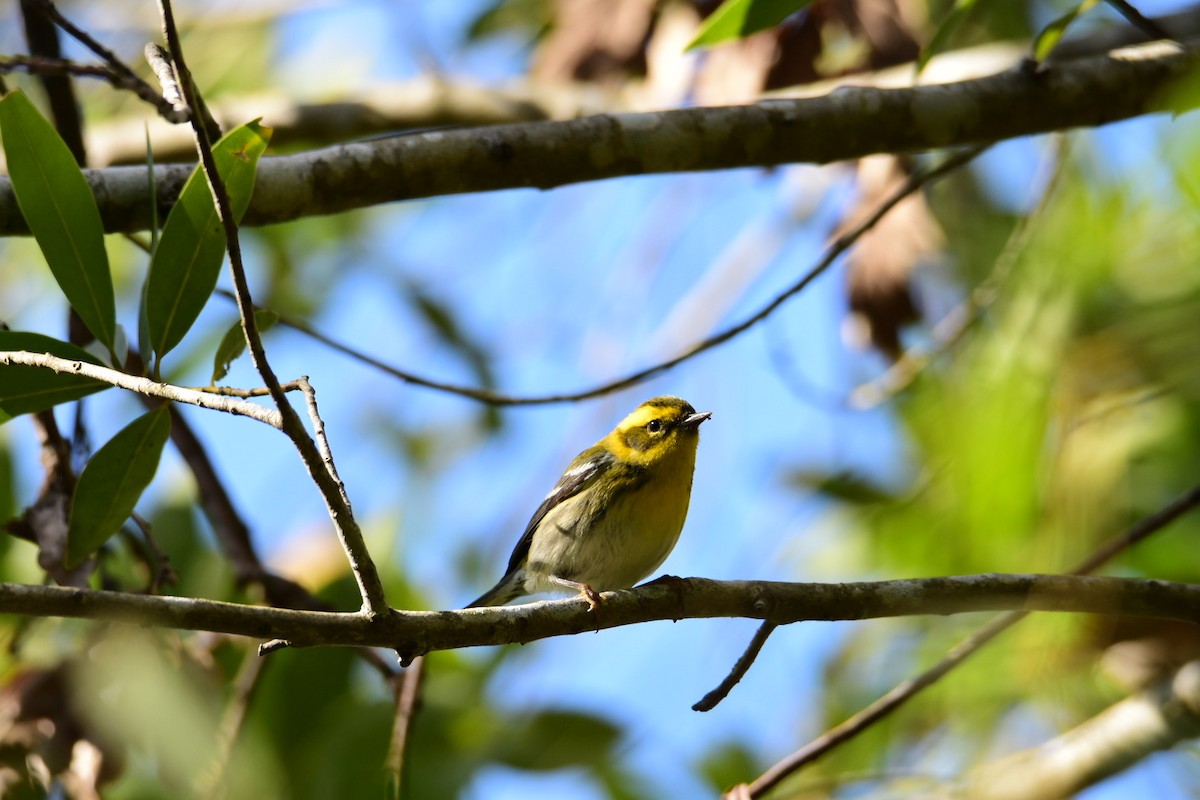 Townsend's Warbler - ML615268591