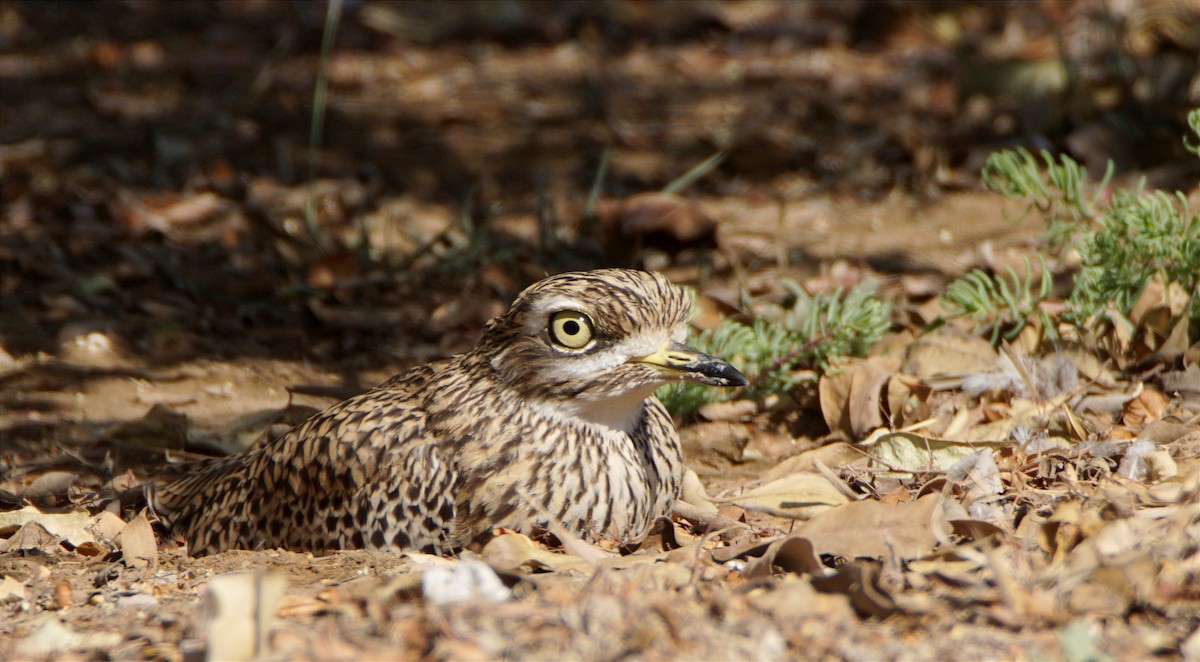 Spotted Thick-knee - ML615268631