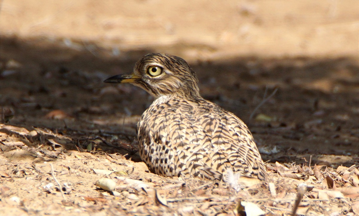 Spotted Thick-knee - ML615268632