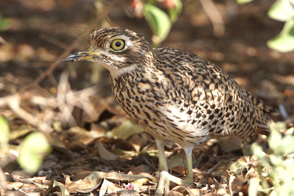 Spotted Thick-knee - ML615268633