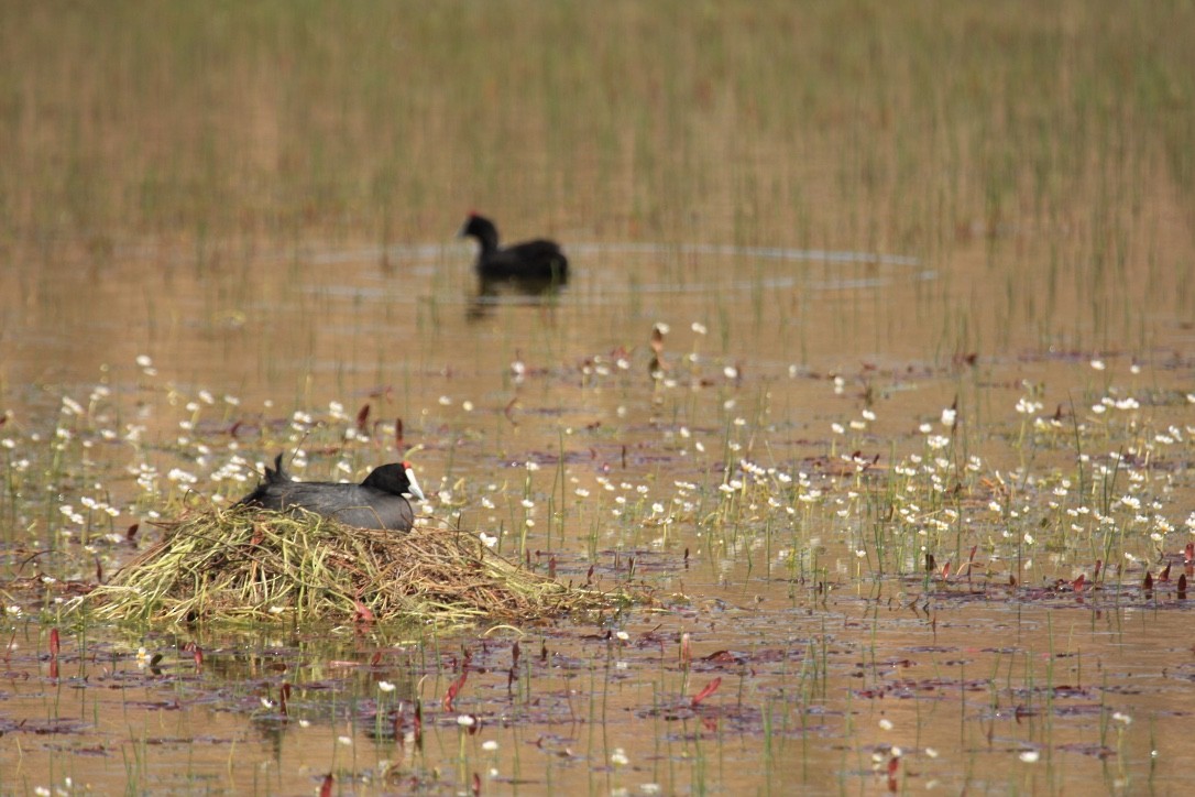 Red-knobbed Coot - Eli Philip