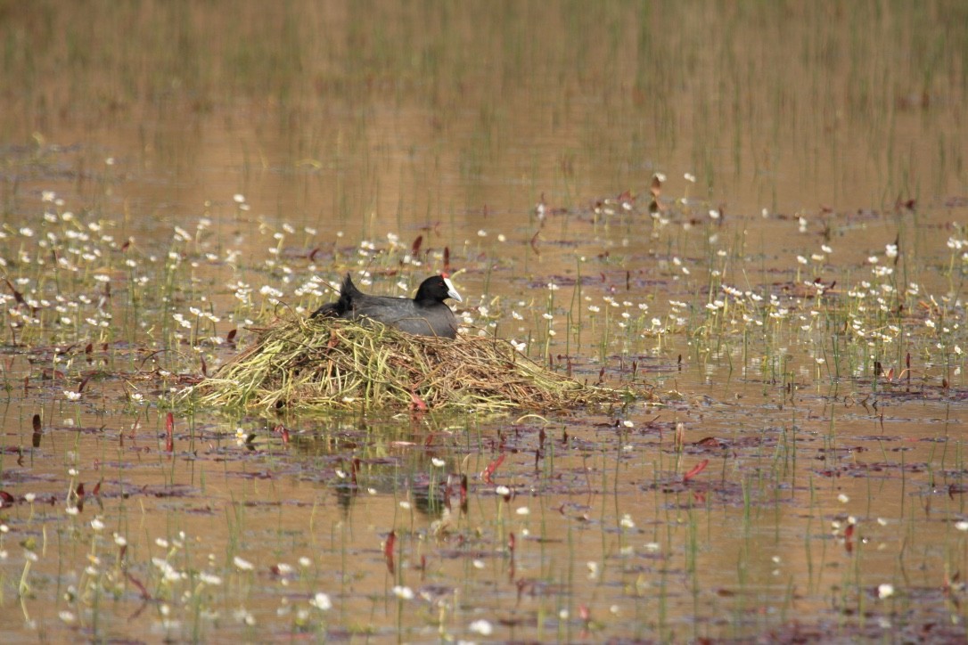 Red-knobbed Coot - ML615268687