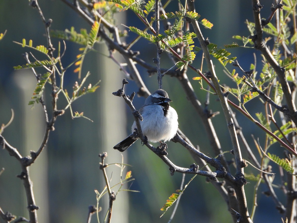 Black-throated Sparrow - Tim O'Brien