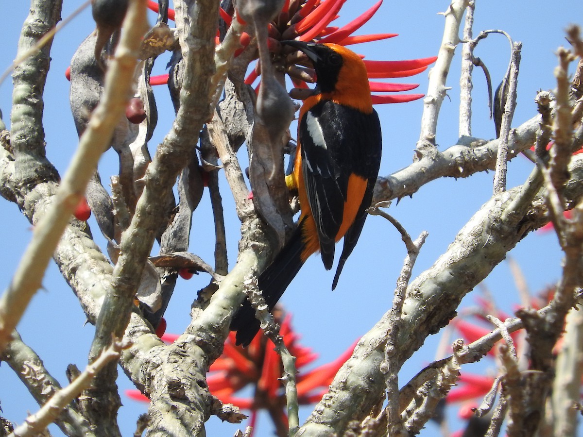 Hooded Oriole (cucullatus/sennetti) - Azucena Olvera