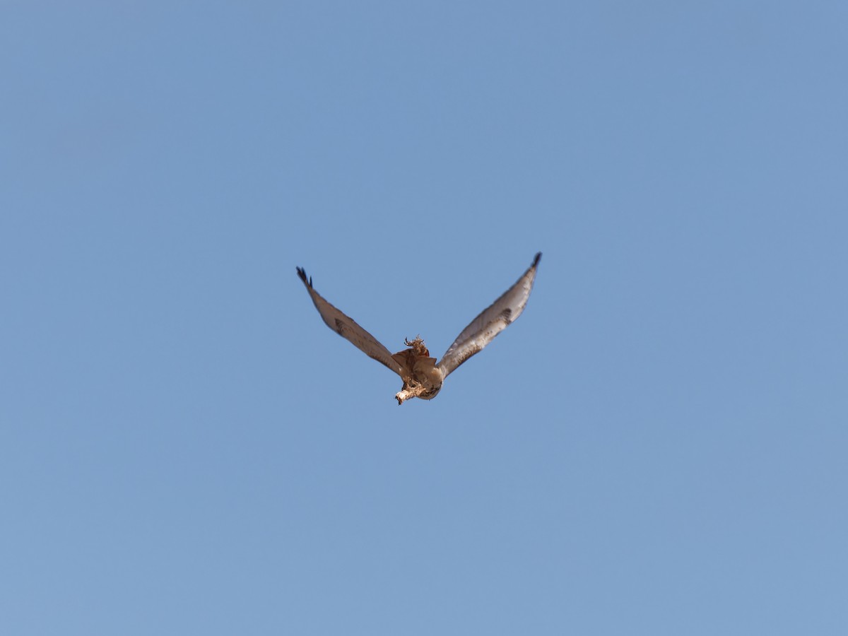 Red-tailed Hawk - ML615268776