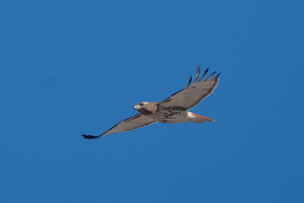 Red-tailed Hawk - ML615268795