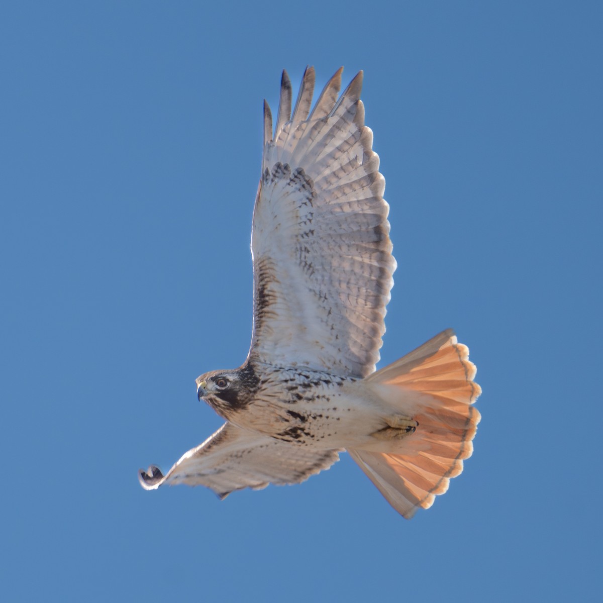 Red-tailed Hawk - ML615268796