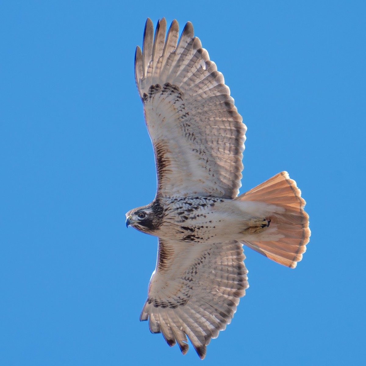 Red-tailed Hawk - ML615268797