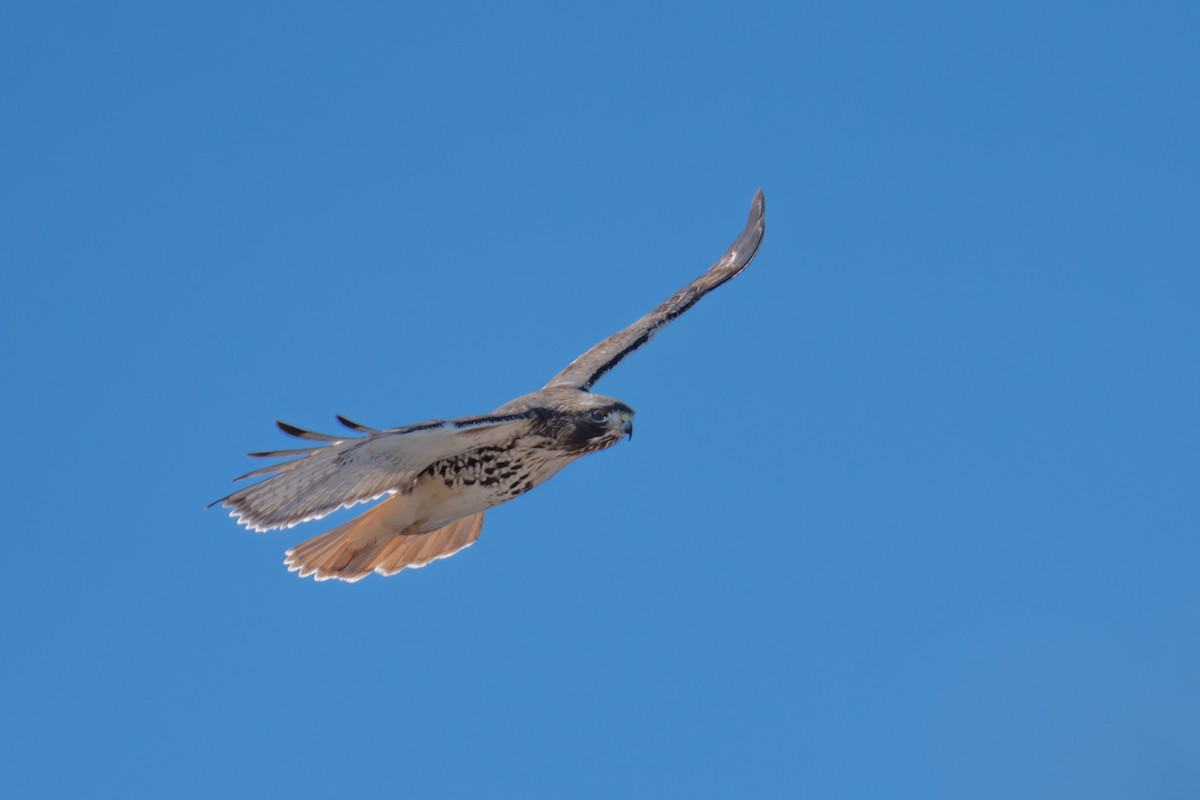 Red-tailed Hawk - ML615268798