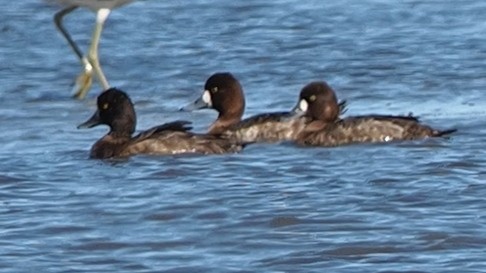 Lesser Scaup - ML615268801