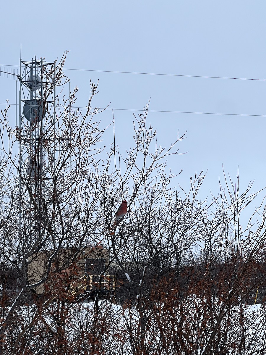 Pine Grosbeak - Elizabeth Younce