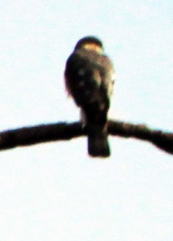 Sharp-shinned Hawk - ML615268924