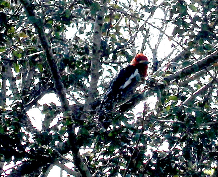 Red-breasted Sapsucker - Connie Haile