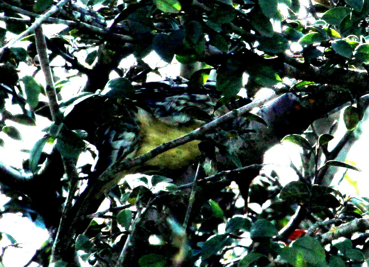 Red-breasted Sapsucker - ML615268959