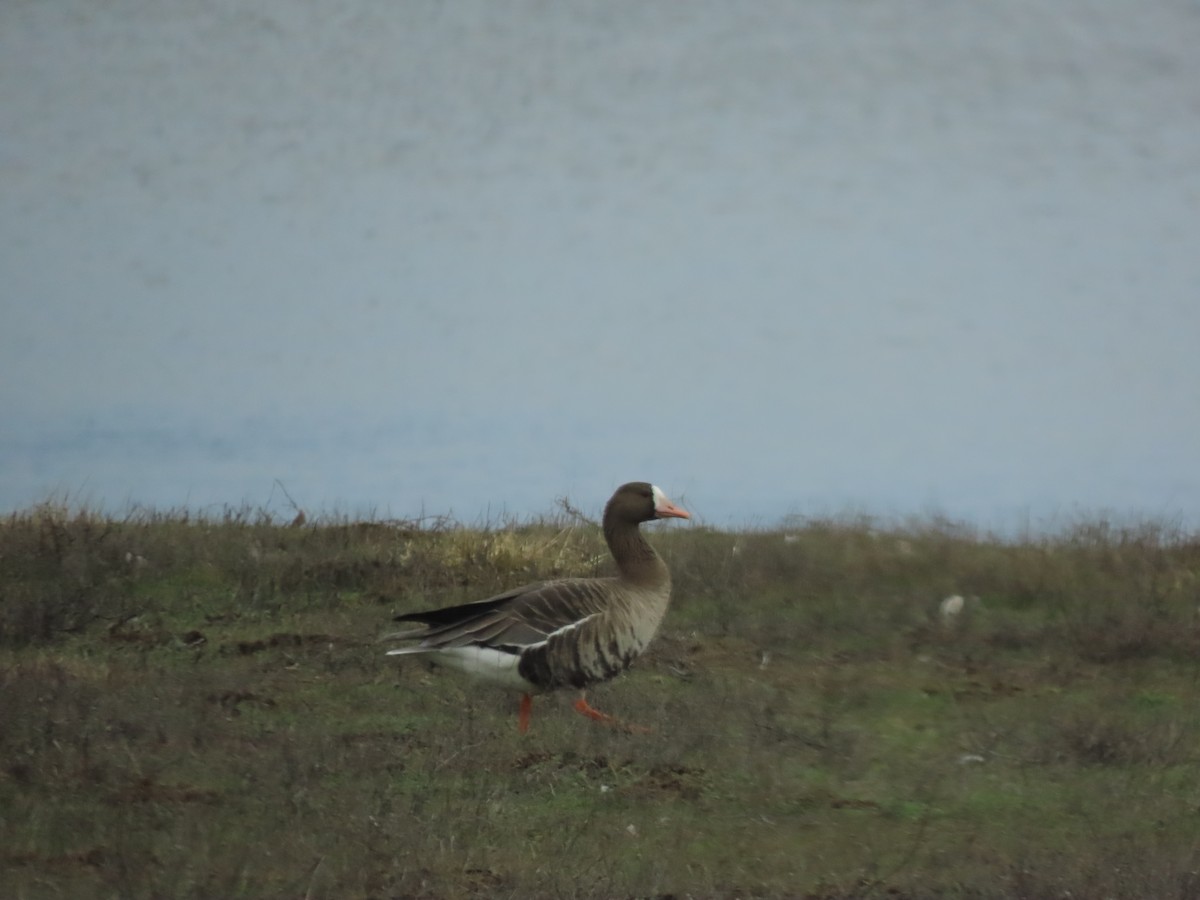 Greater White-fronted Goose - ML615268966