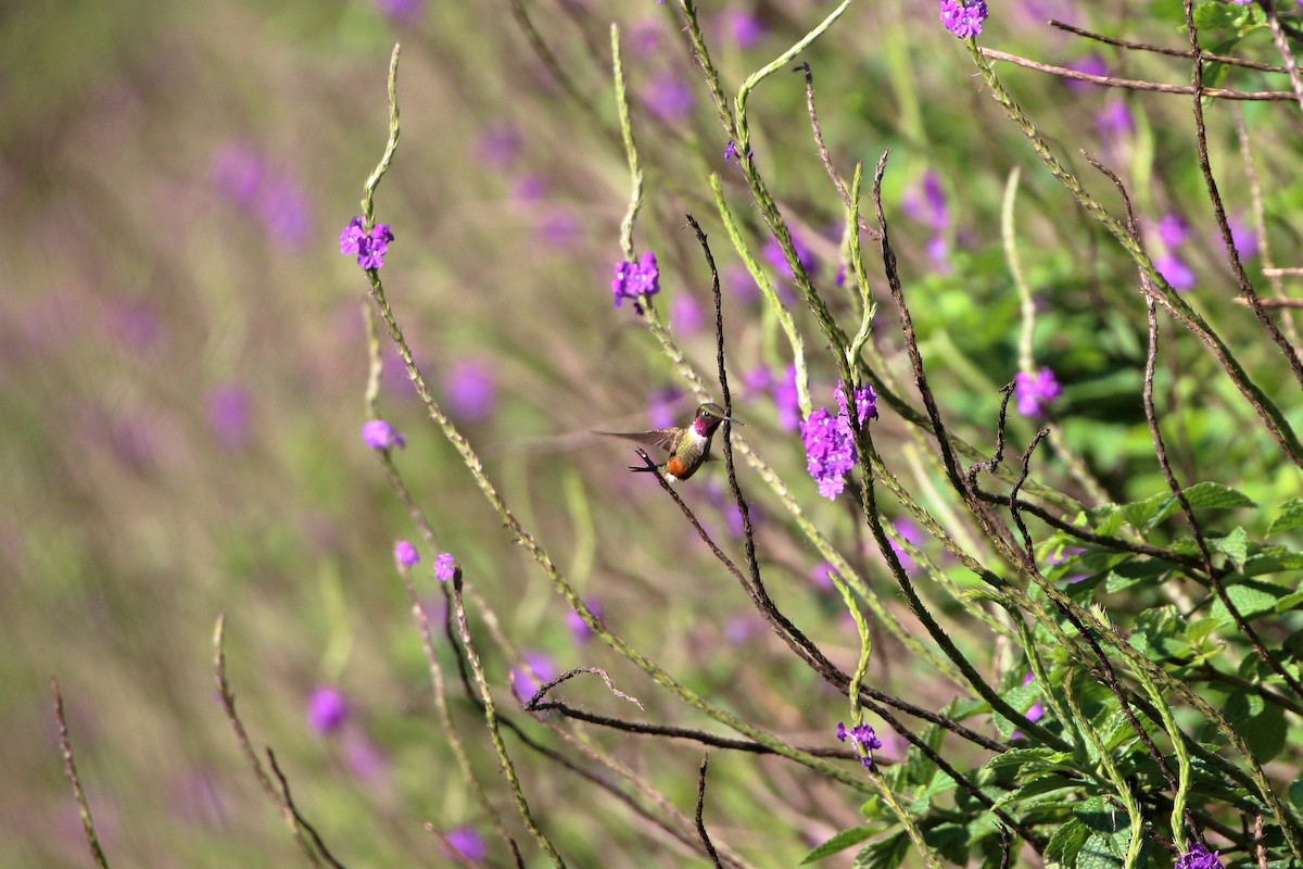 Violettkehl-Sternkolibri - ML615268968