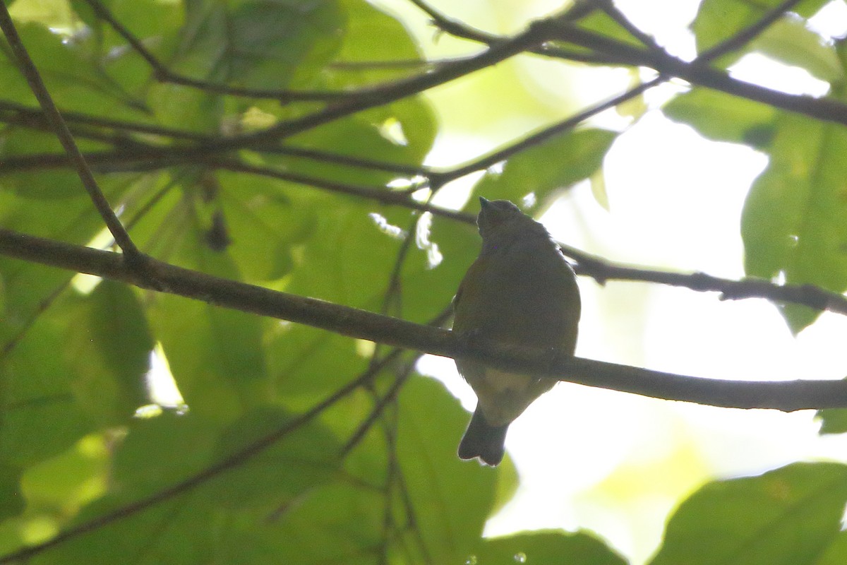 White-vented Euphonia - Seth Beaudreault