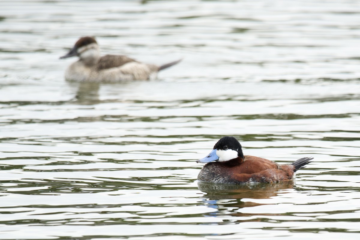 Ruddy Duck - ML615269080