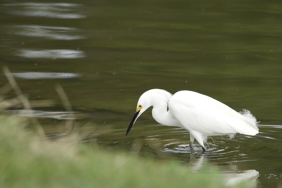 Snowy Egret - ML615269110