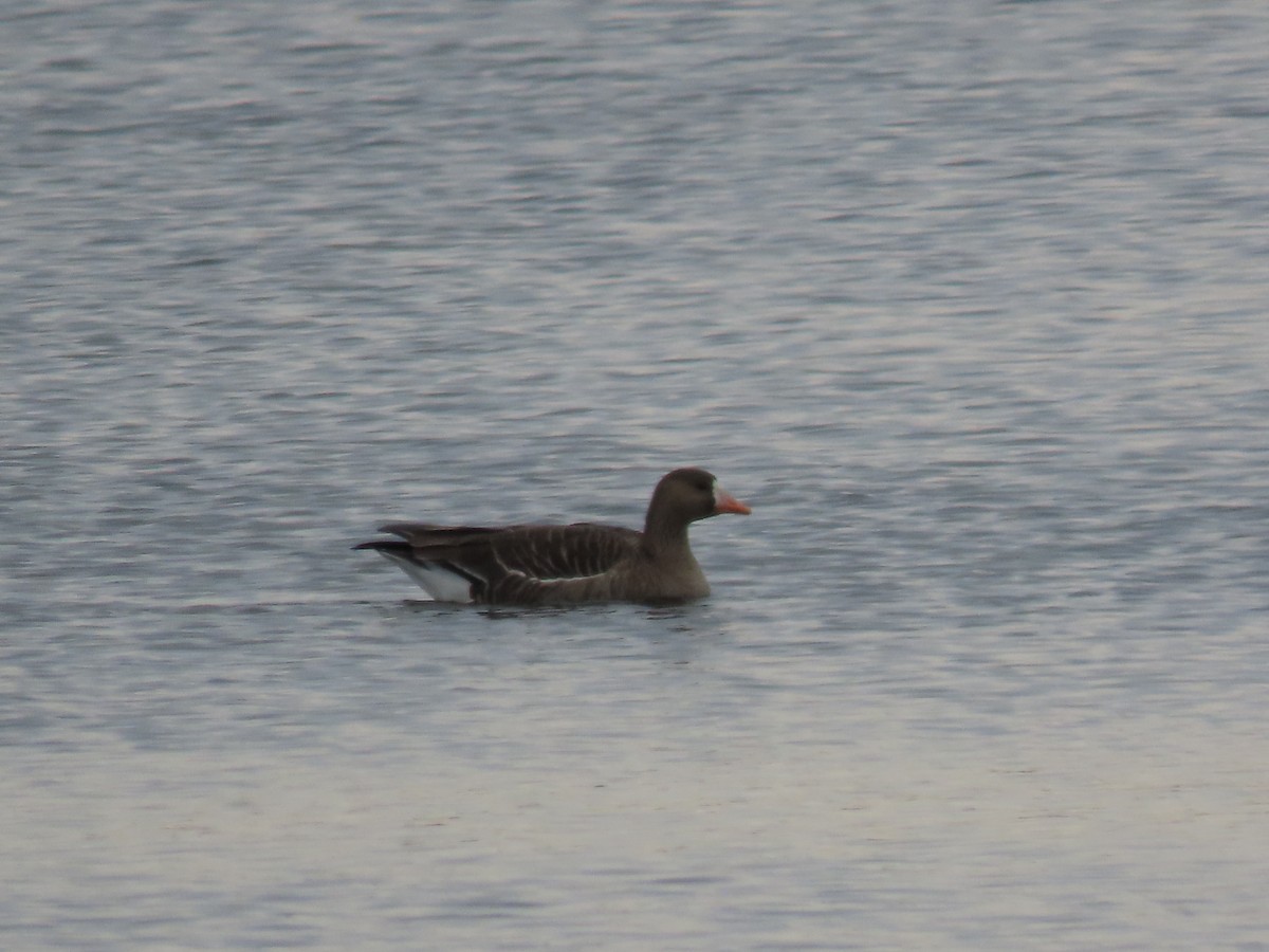 Greater White-fronted Goose - ML615269125