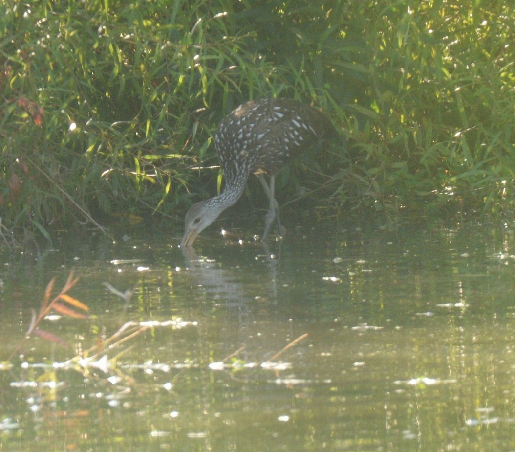 Limpkin - Daniel DeLapp