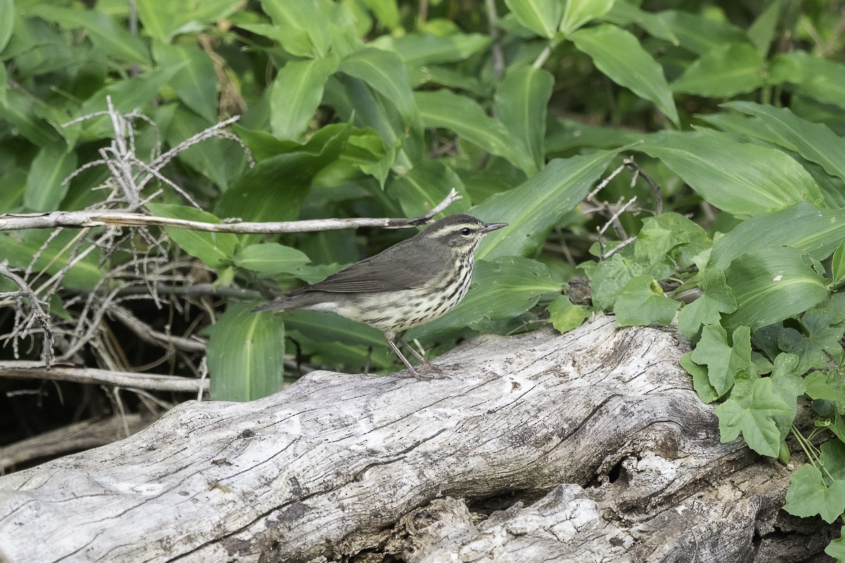 Northern Waterthrush - ML615269275