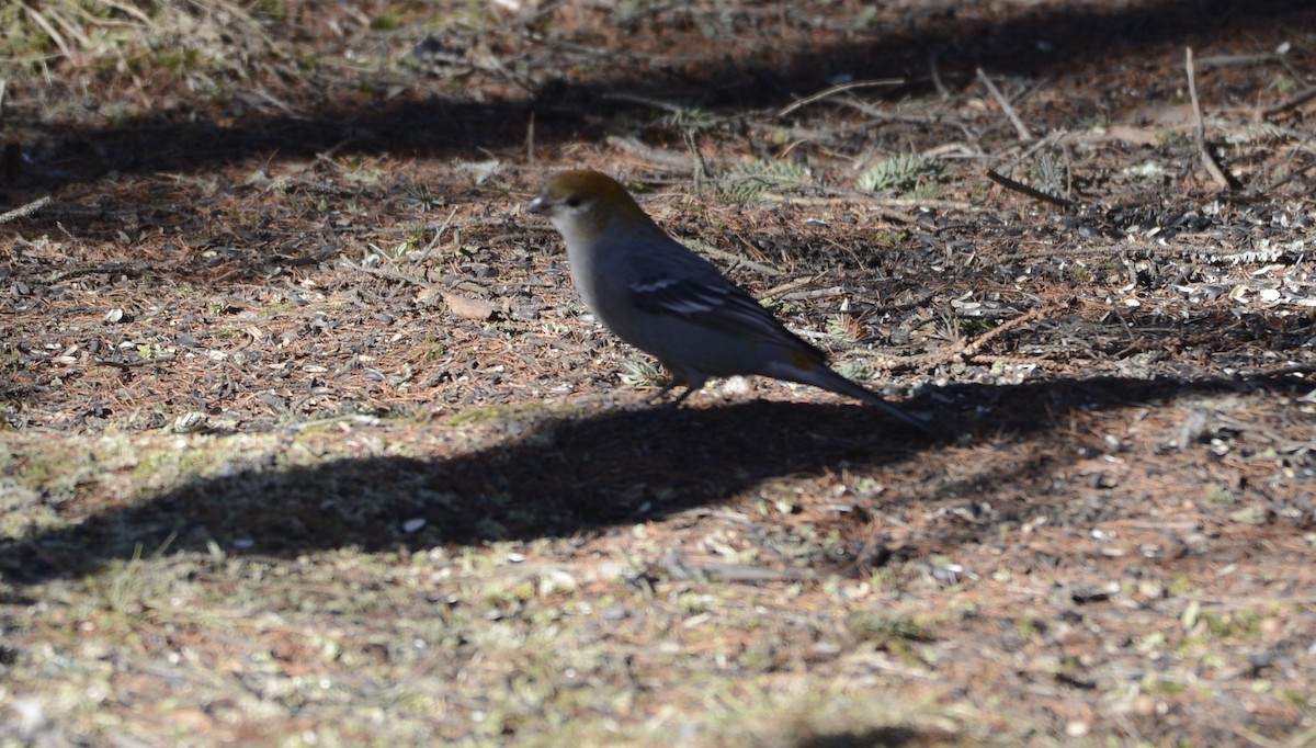 Pine Grosbeak (Taiga) - ML615269329