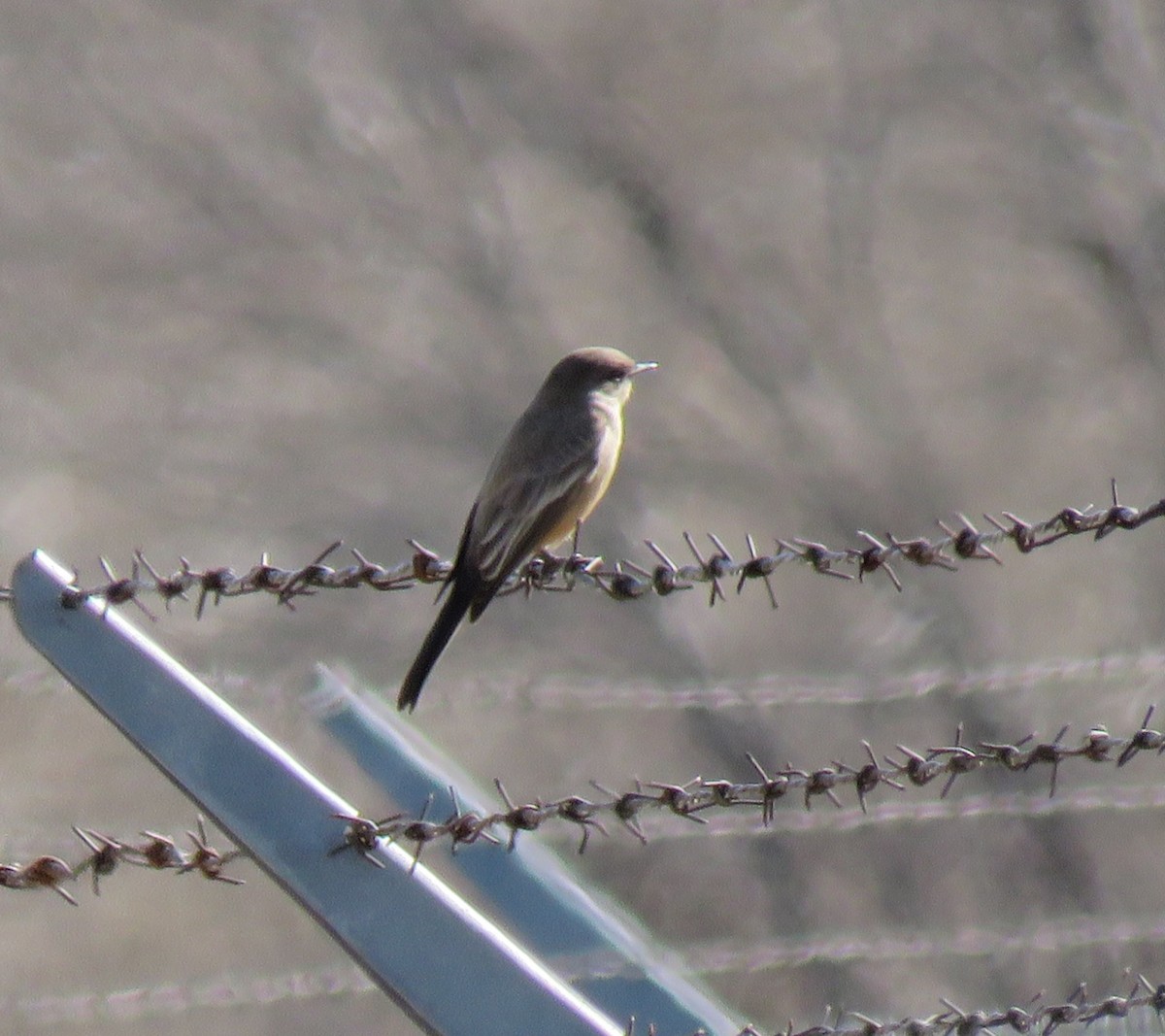 Say's Phoebe - Andy Dorsey