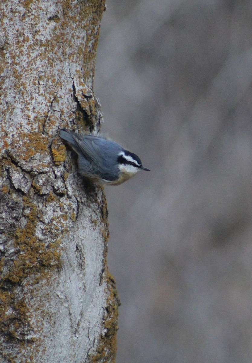 Red-breasted Nuthatch - ML615269422