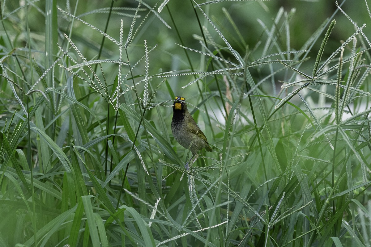 Yellow-faced Grassquit - ML615269423