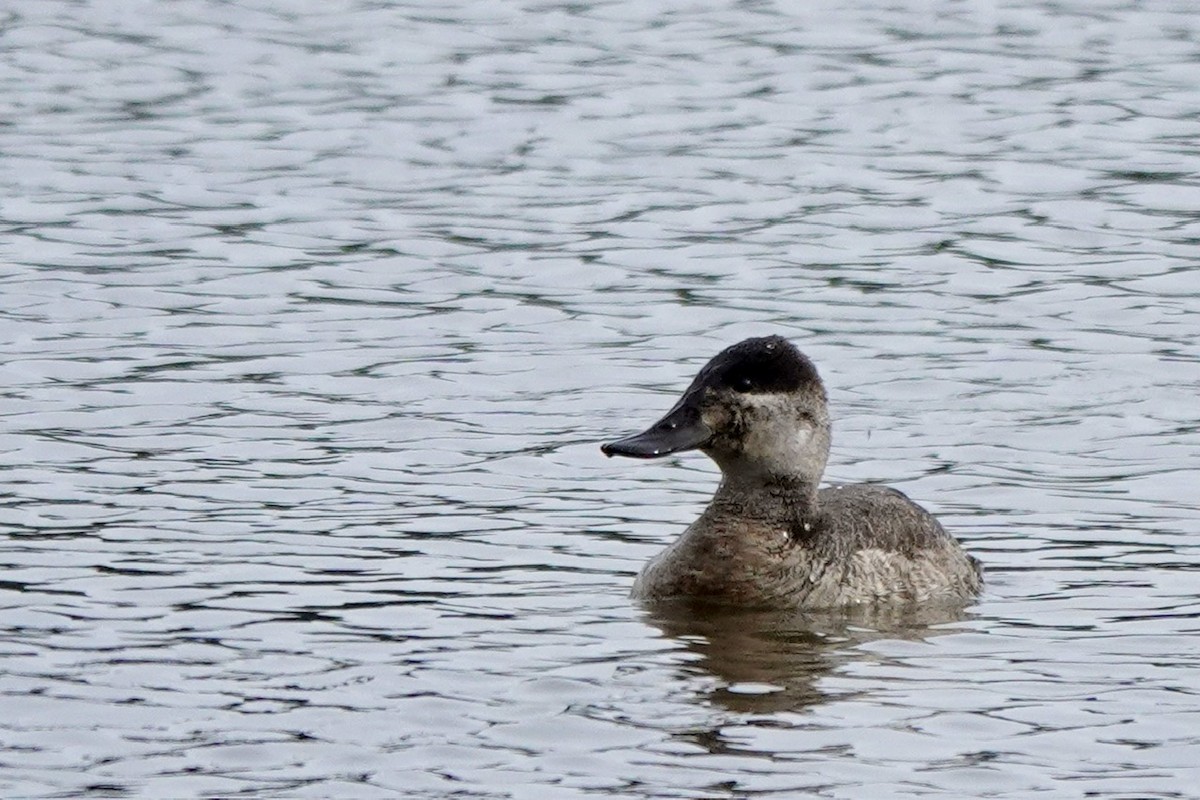 Ruddy Duck - ML615269427