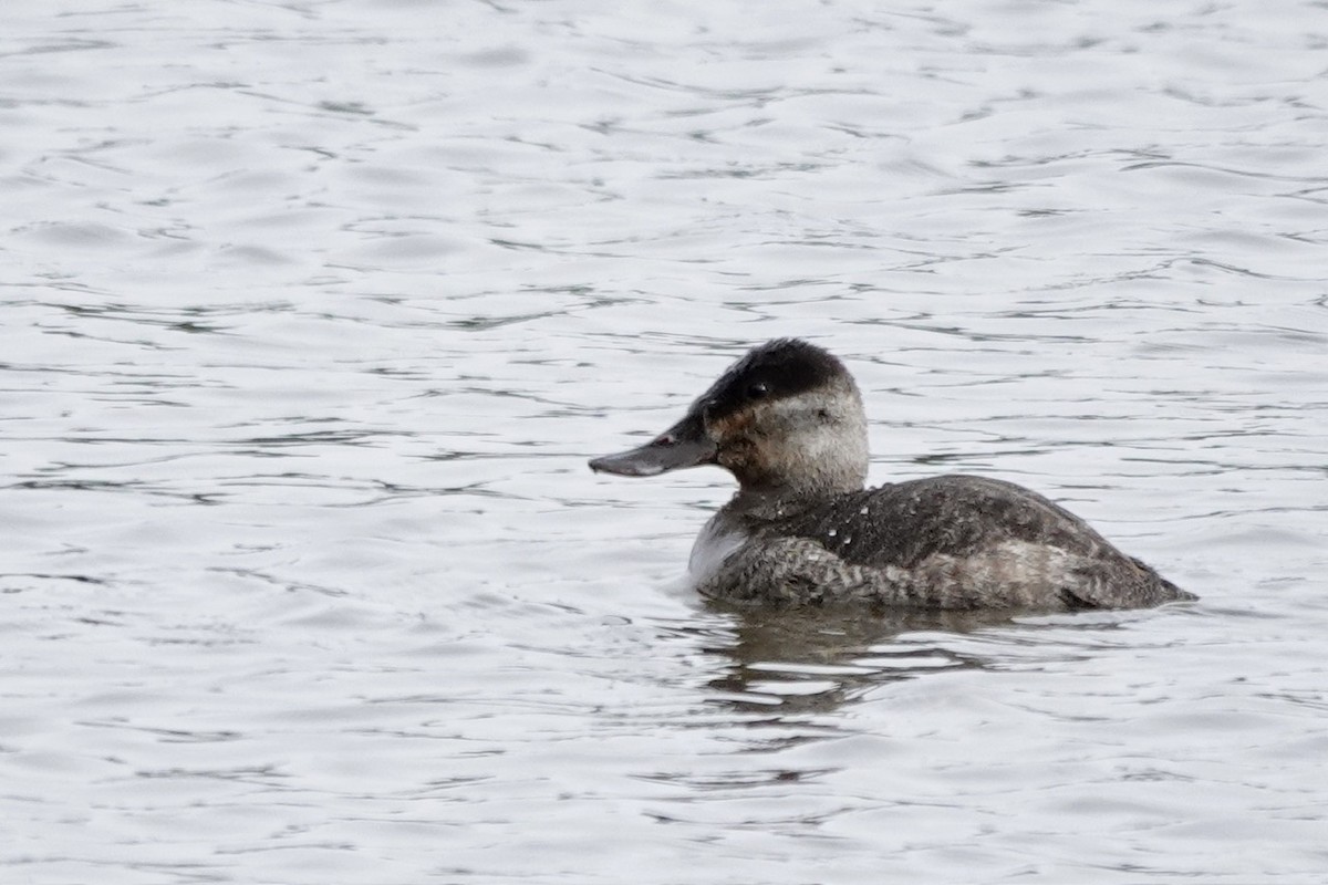 Ruddy Duck - ML615269429