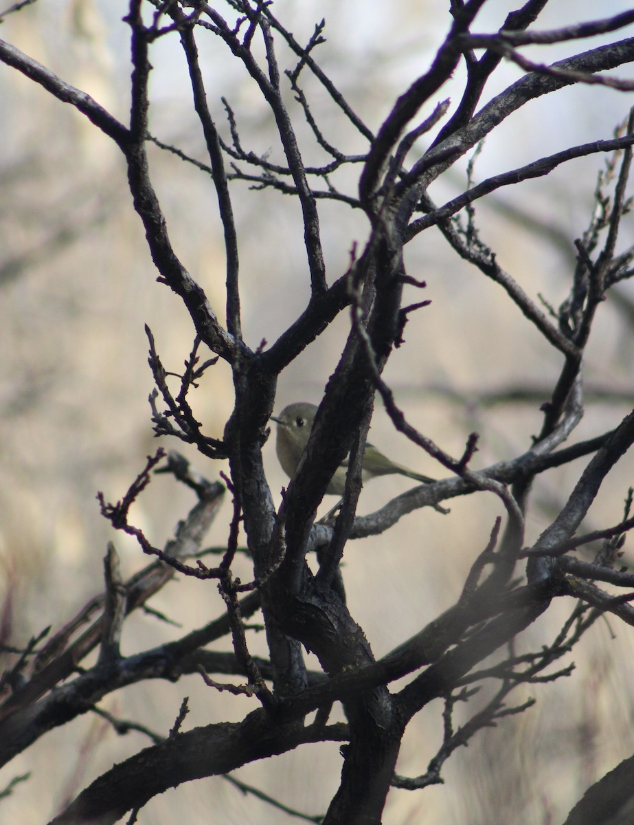 Ruby-crowned Kinglet - ML615269437