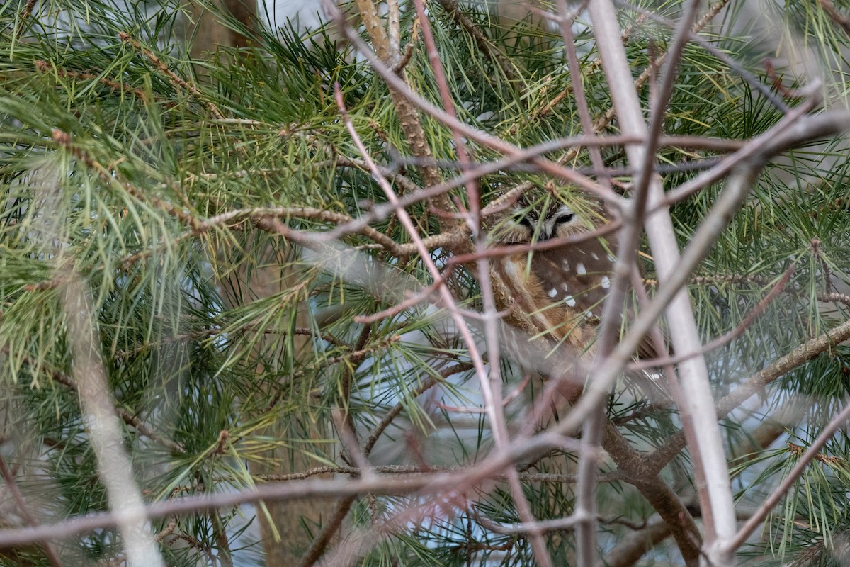 Pennsylvania Bird Atlas Checklist - 24 Feb 2024 - Presque Isle SP--B ...