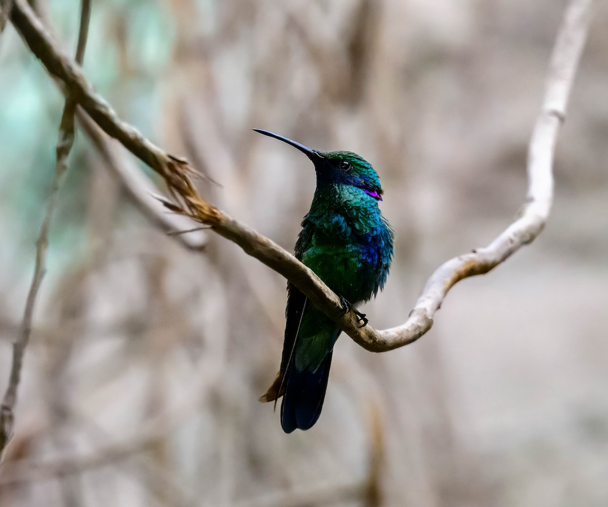 kolibřík modrolící - ML615269445