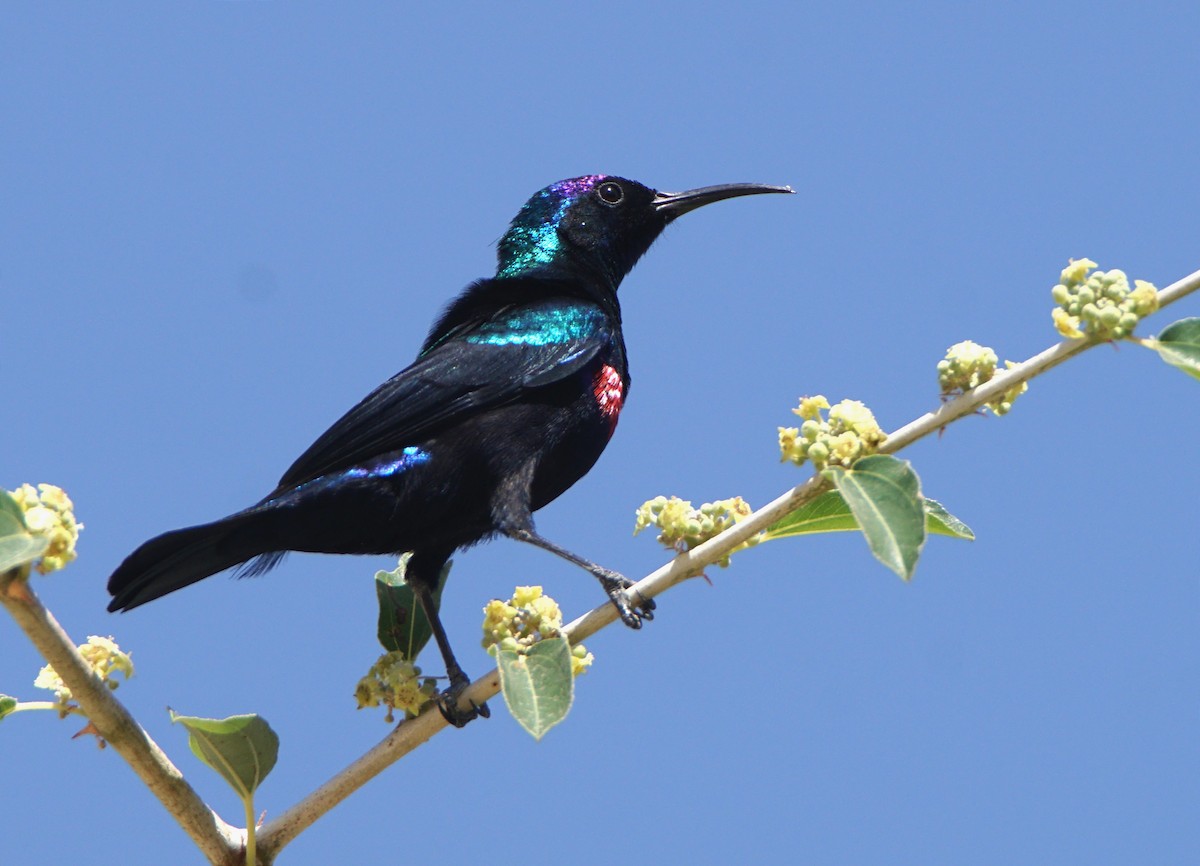 Shining Sunbird - ML615269462