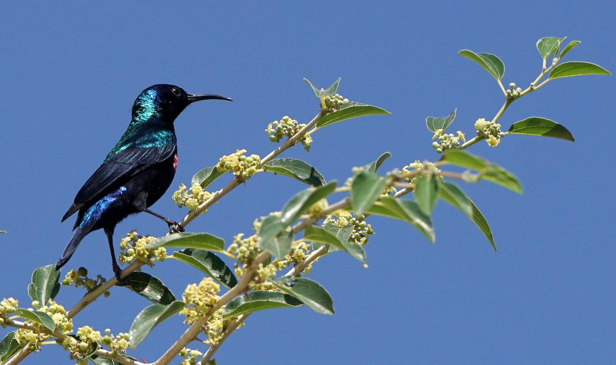 Shining Sunbird - Juan Carlos Bellido Campano