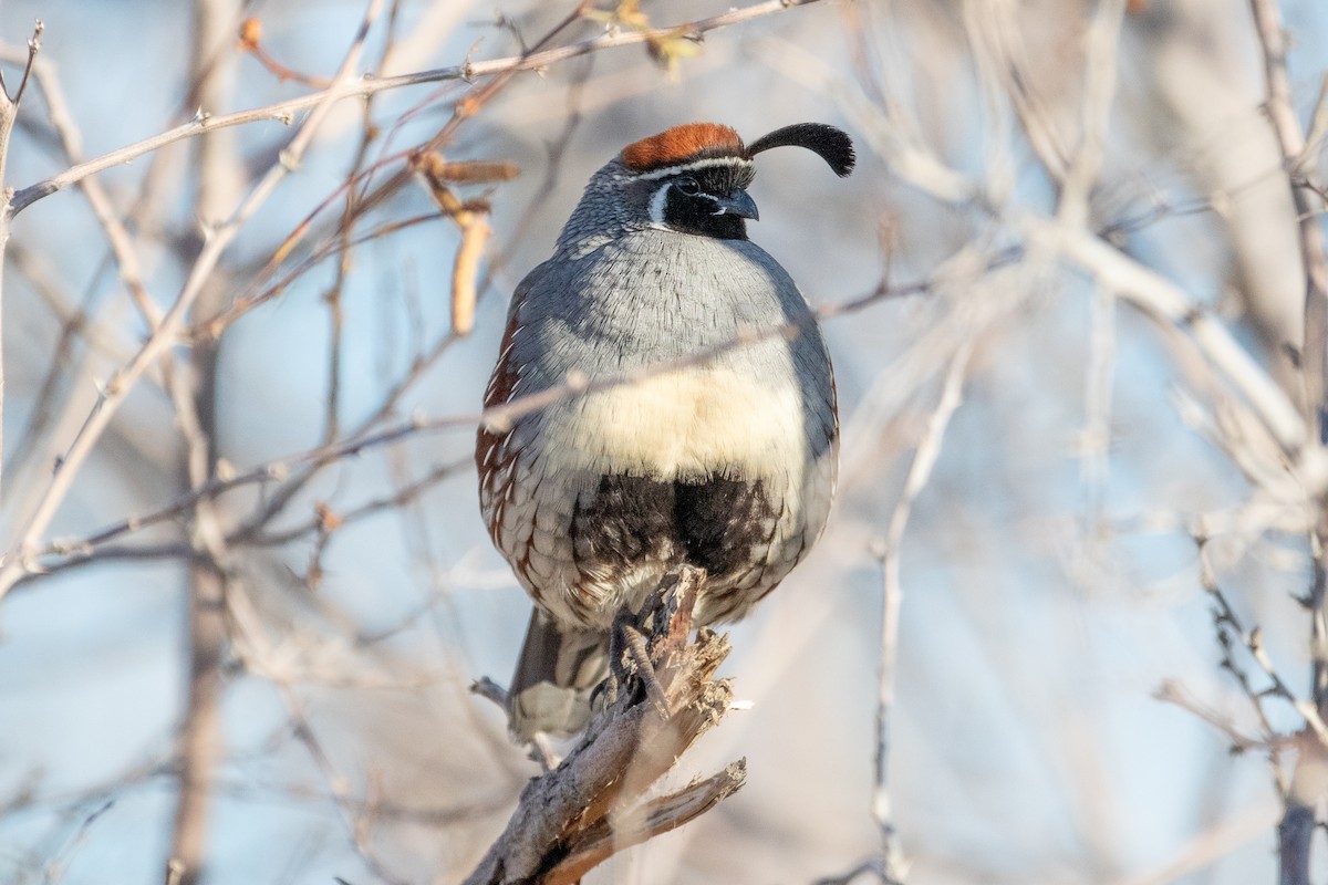 Gambel's Quail - ML615269466